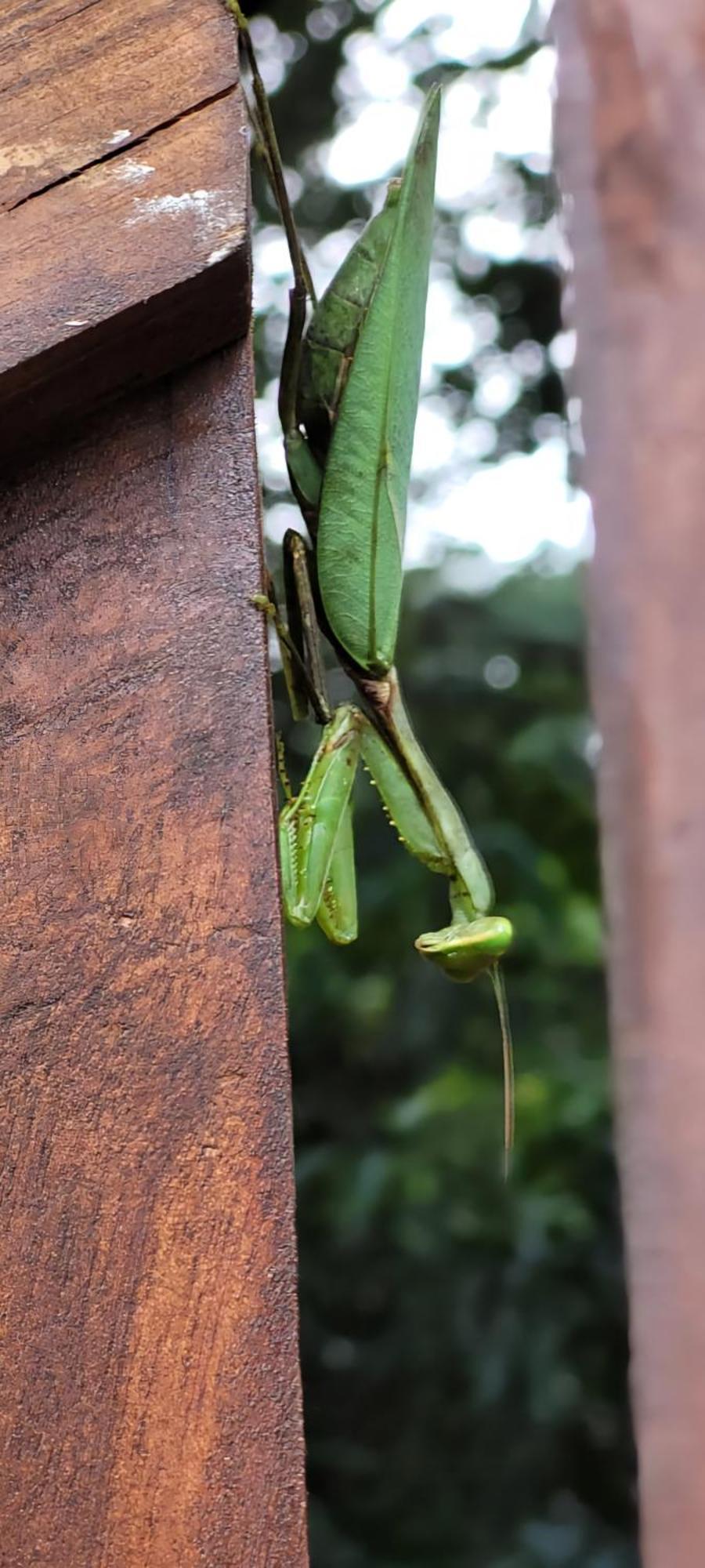 Lion King Jungle Cabanas Sigiriya Bagian luar foto